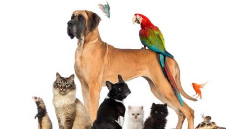 Conheça a primeira rede de franquias de saúde animal no Brasil